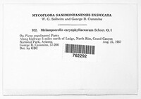 Melampsorella elatina image